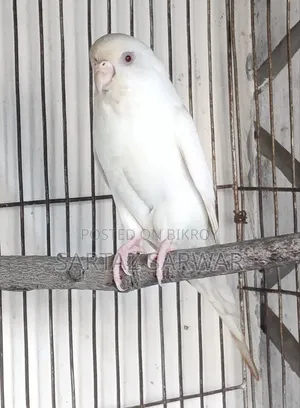 এলবিনো রেড আই ফিমেল বাজরিগার / Albino Red Eye Female Budgerigar