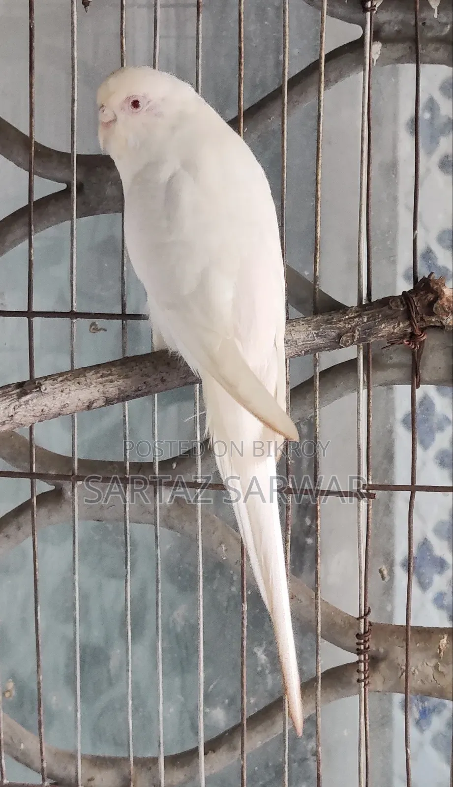 এলবিনো রেড আই ফিমেল বাজরিগার / Albino Red Eye Female Budgerigar