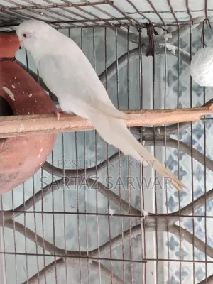 এলবিনো রেড আই ফিমেল বাজরিগার / Albino Red Eye Female Budgerigar