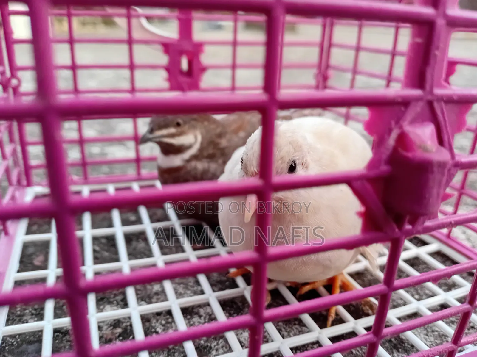 Running King Quail