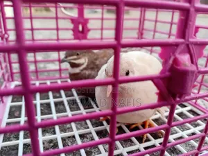 Running King Quail