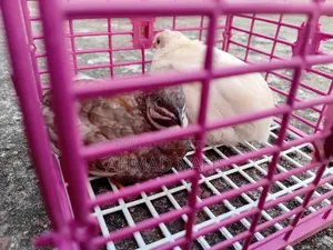Running King Quail