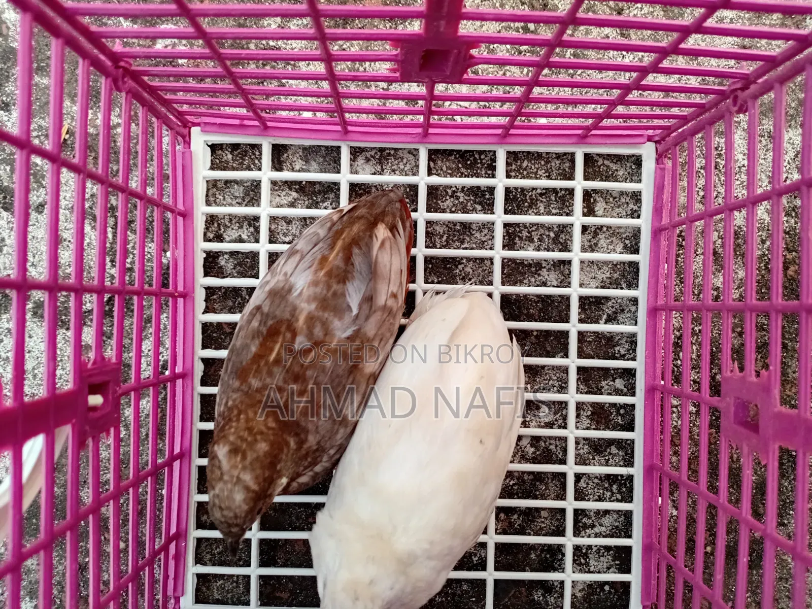 Running King Quail