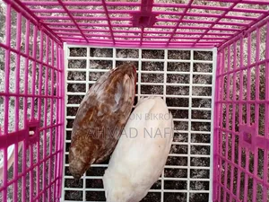 Running King Quail