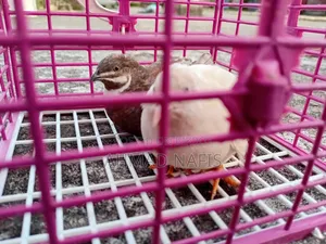 Running King Quail