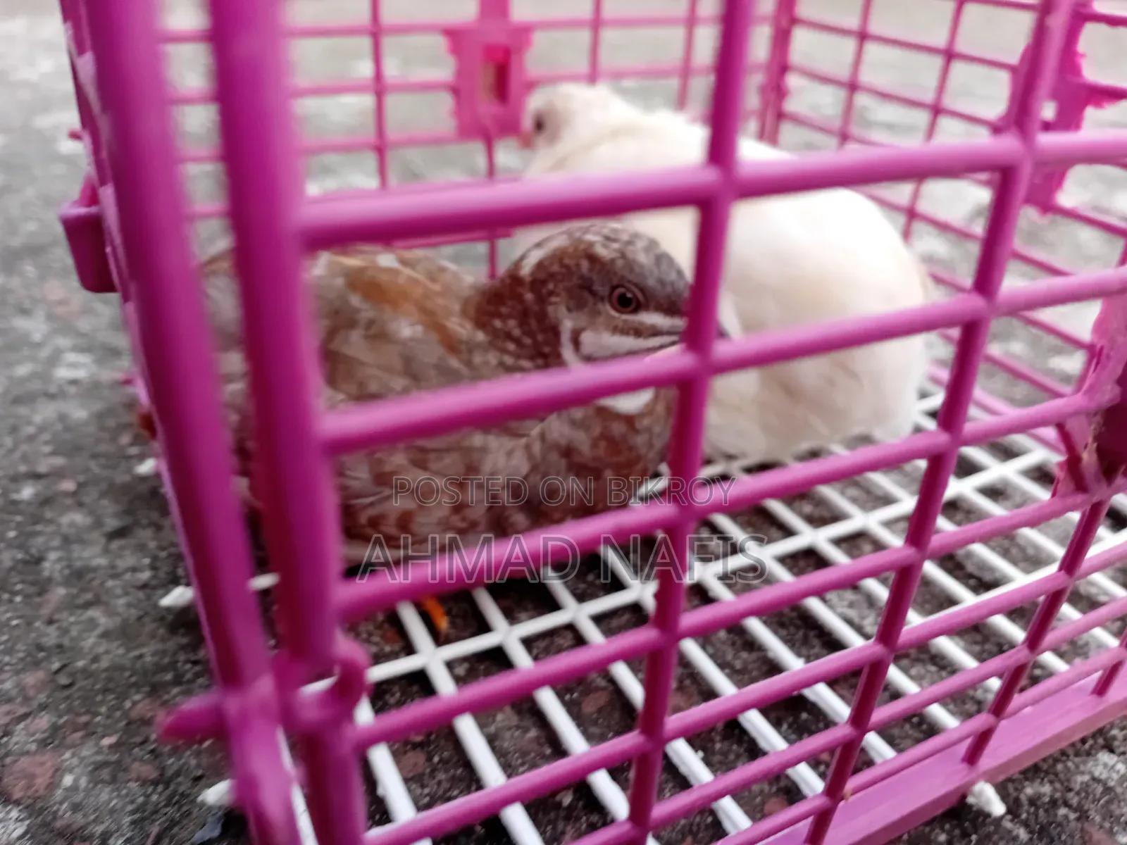 Running King Quail
