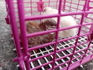 Running King Quail