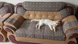 Sofa Sell : 2sit-2. 1sit-1