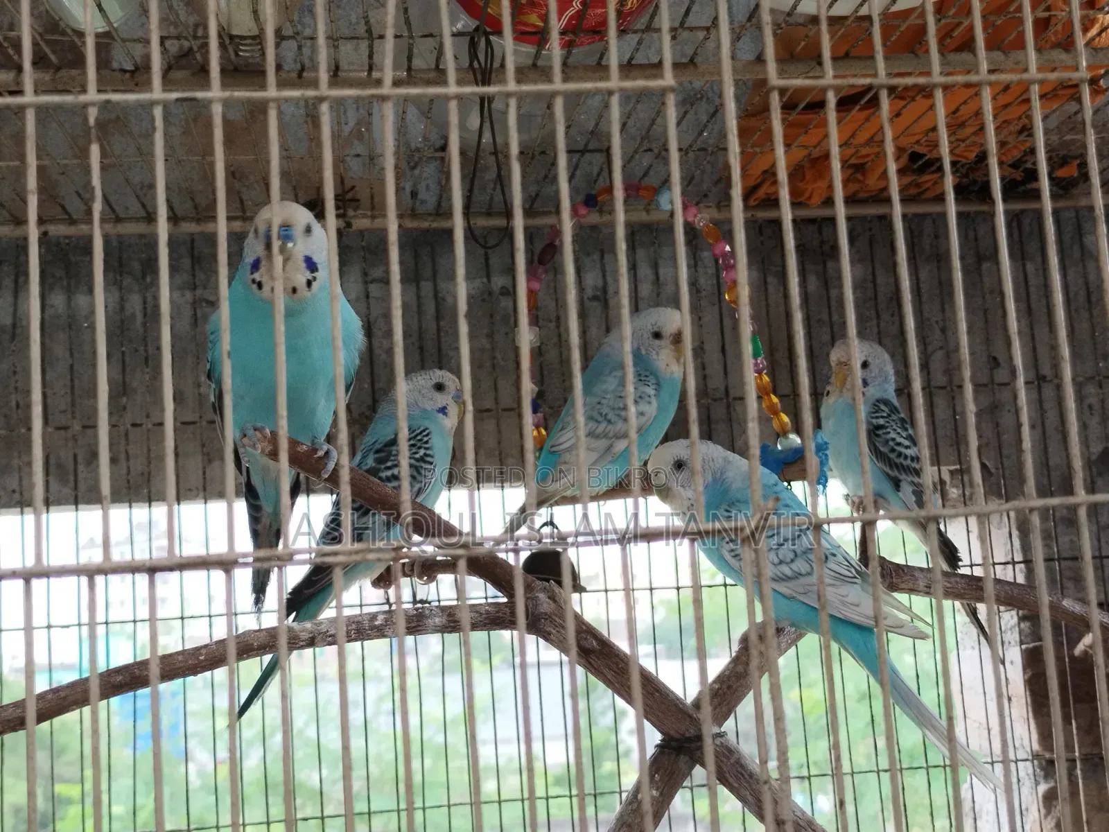 Spangle Budgies