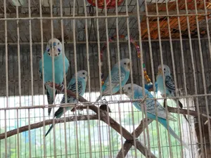 Spangle Budgies