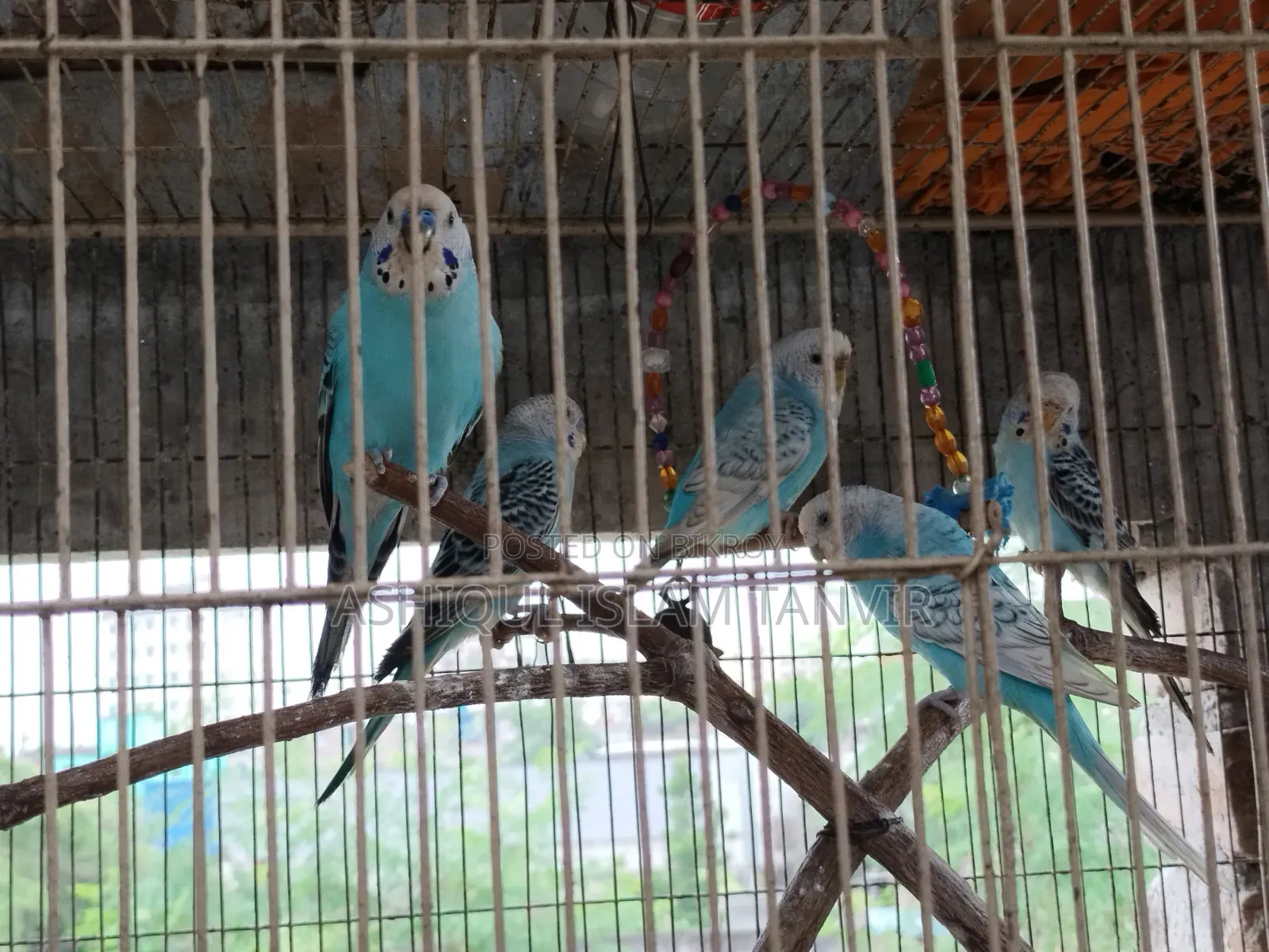 Spangle Budgies