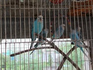 Spangle Budgies