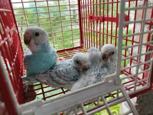 Spangle Budgies