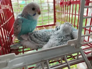 Spangle Budgies