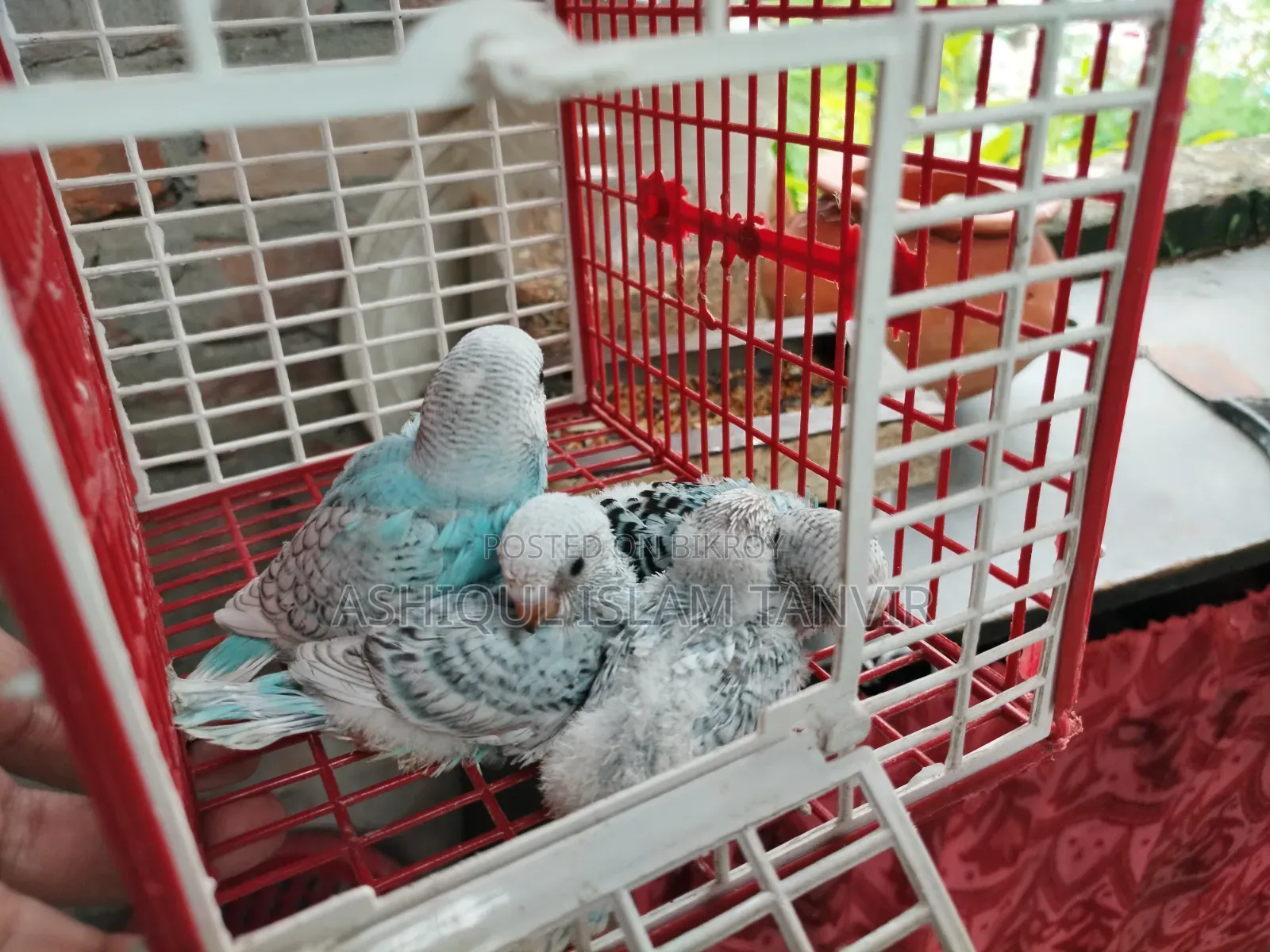 Spangle Budgies