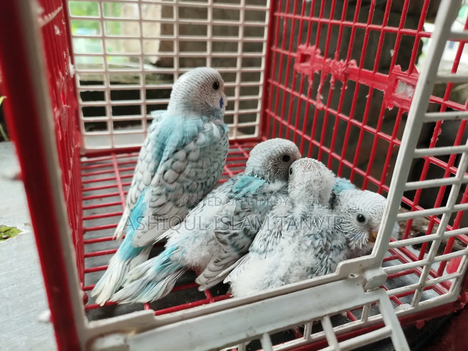 Spangle Budgies