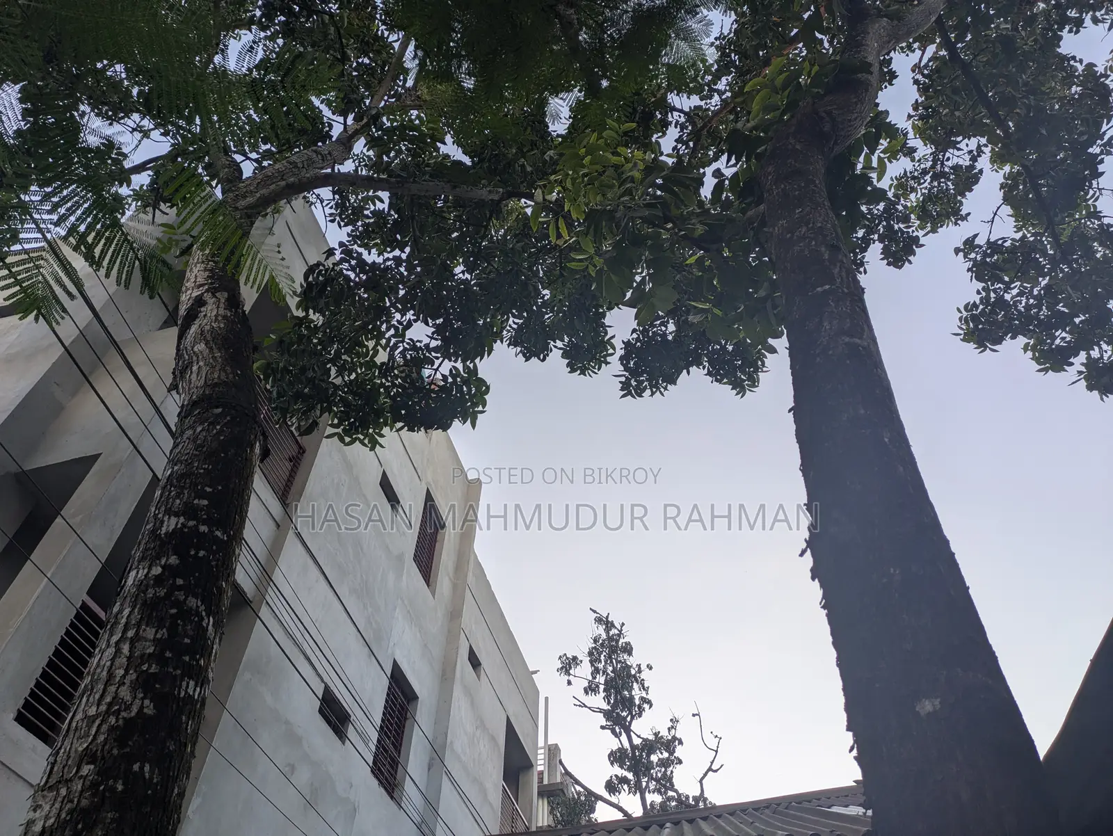 ৩ টি মেহগনি গাছ, ১ টি আমড়া গাছ আর ১ টি কাঠবাদাম গাছ বিক্রি