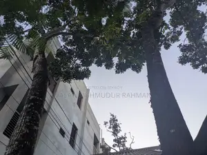 ৩ টি মেহগনি গাছ, ১ টি আমড়া গাছ আর ১ টি কাঠবাদাম গাছ বিক্রি