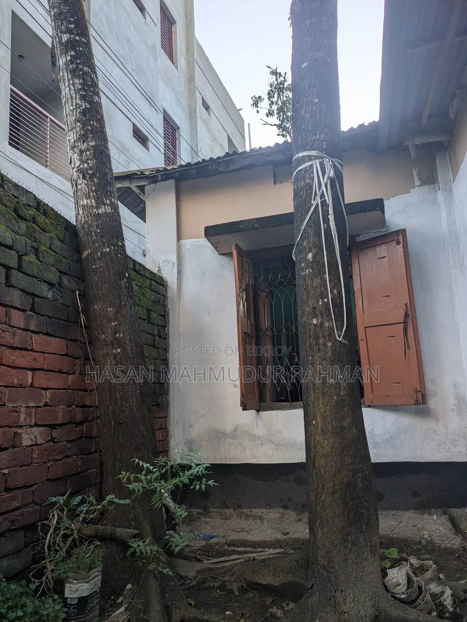 ৩ টি মেহগনি গাছ, ১ টি আমড়া গাছ আর ১ টি কাঠবাদাম গাছ বিক্রি