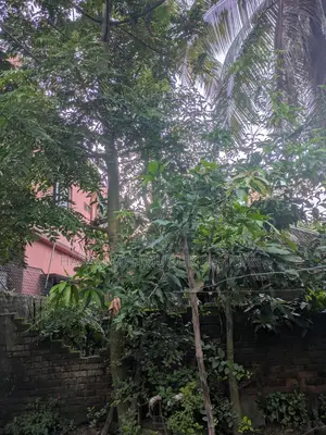 ৩ টি মেহগনি গাছ, ১ টি আমড়া গাছ আর ১ টি কাঠবাদাম গাছ বিক্রি