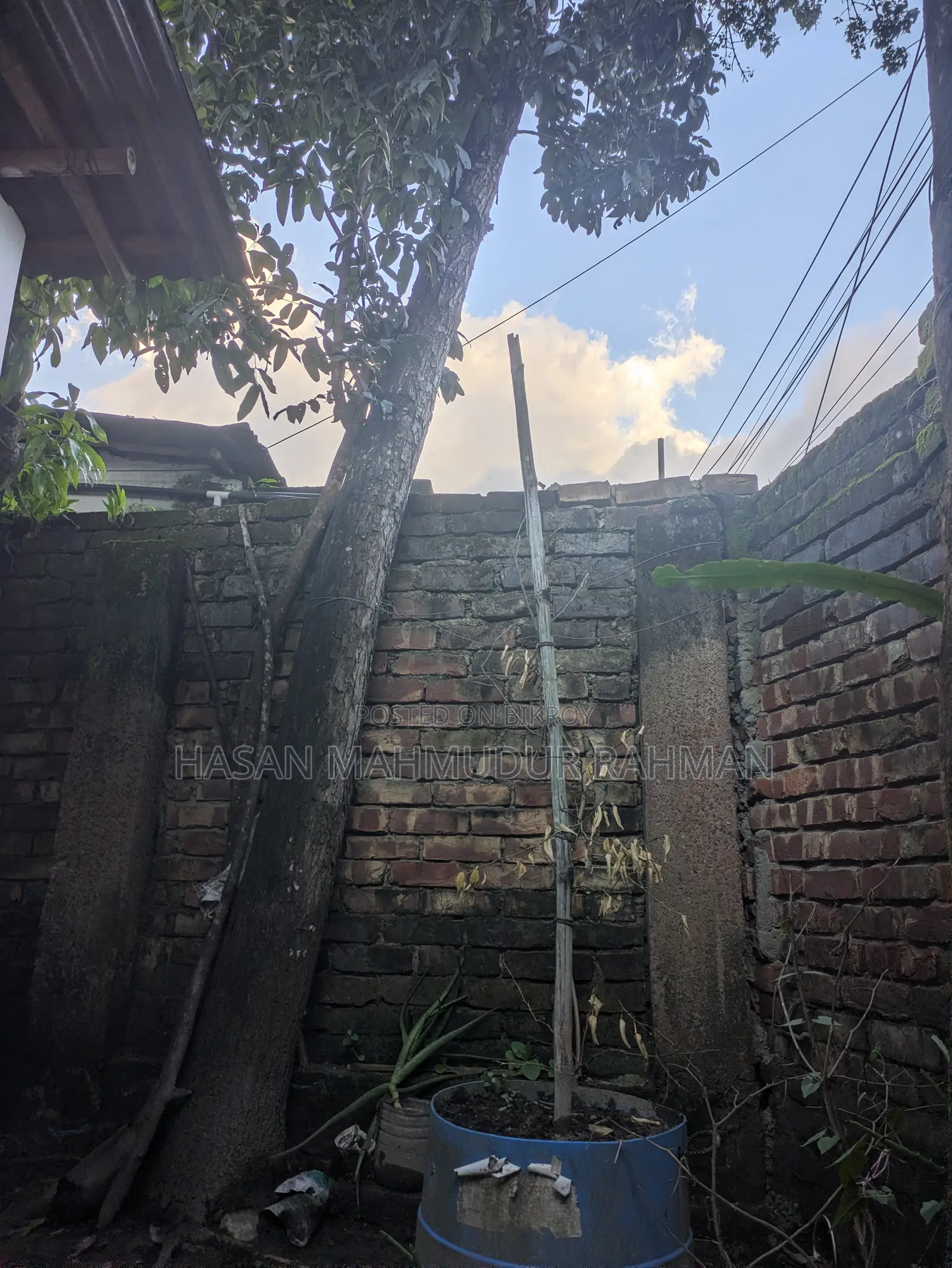 ৩ টি মেহগনি গাছ, ১ টি আমড়া গাছ আর ১ টি কাঠবাদাম গাছ বিক্রি