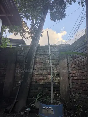 ৩ টি মেহগনি গাছ, ১ টি আমড়া গাছ আর ১ টি কাঠবাদাম গাছ বিক্রি