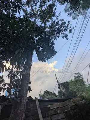 ৩ টি মেহগনি গাছ, ১ টি আমড়া গাছ আর ১ টি কাঠবাদাম গাছ বিক্রি