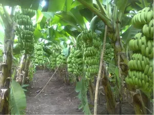 কলা বিক্রি করবো পাইকারি