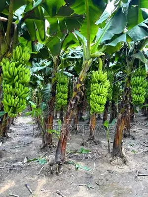 কলা বিক্রি করবো পাইকারি