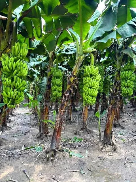 কলা বিক্রি করবো পাইকারি