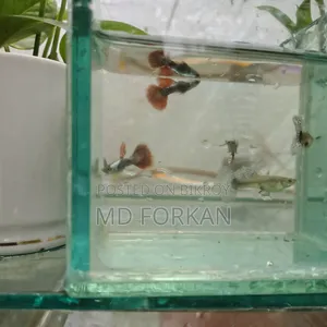 ব্লু বেরি পার্পল ড্রাগন গাপি এবং ড্যাম্বো মোজাইক