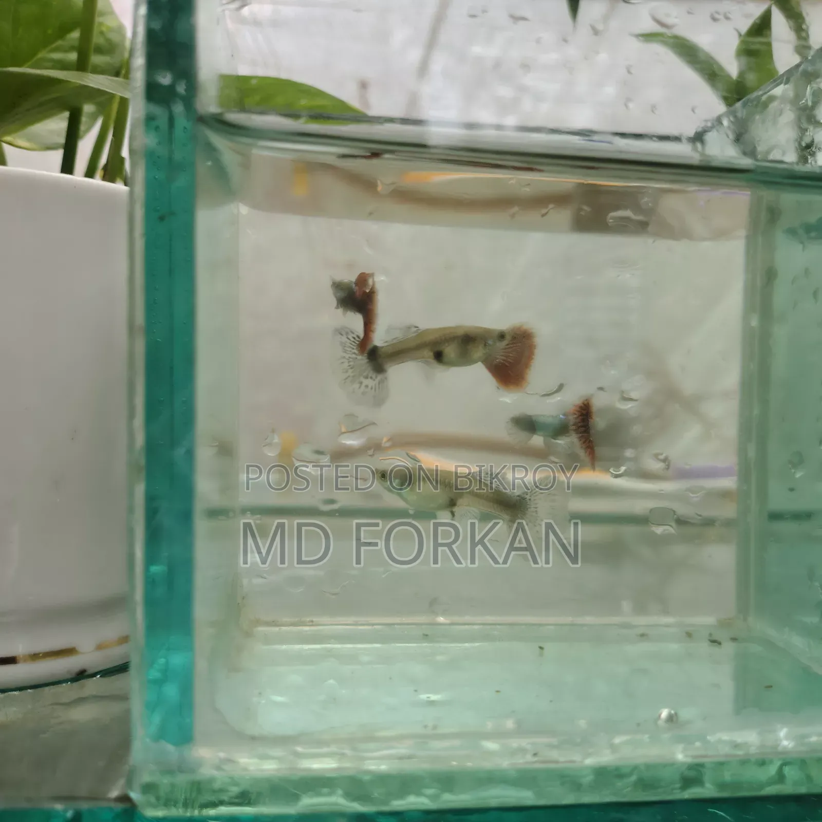 ব্লু বেরি পার্পল ড্রাগন গাপি এবং ড্যাম্বো মোজাইক