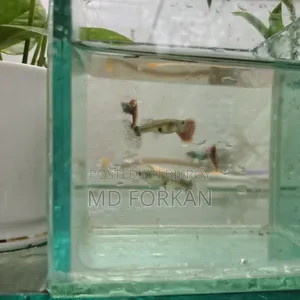 ব্লু বেরি পার্পল ড্রাগন গাপি এবং ড্যাম্বো মোজাইক