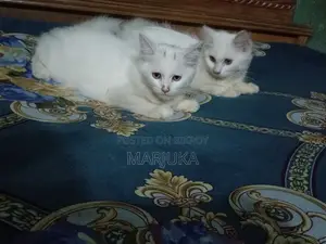 ১-৩ মাস বয়সী ফিমেল মিক্সড ব্রিড পারসিয়ান