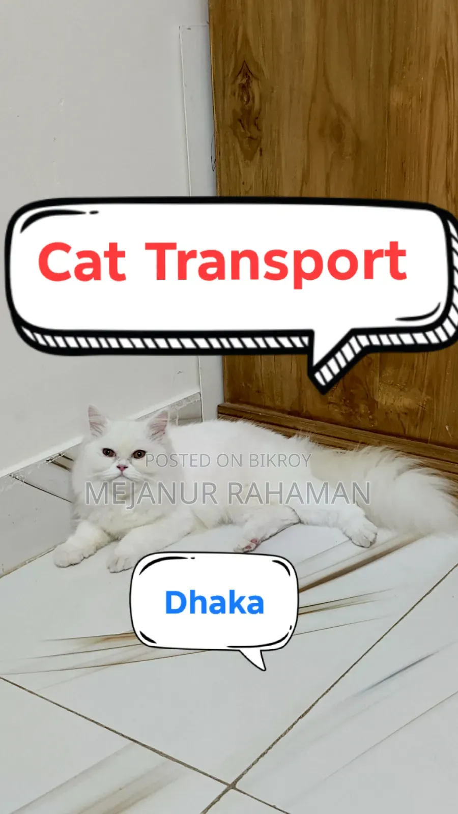 Cat Transport in Dhaka