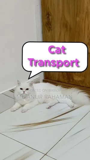 Cat Transport in Dhaka
