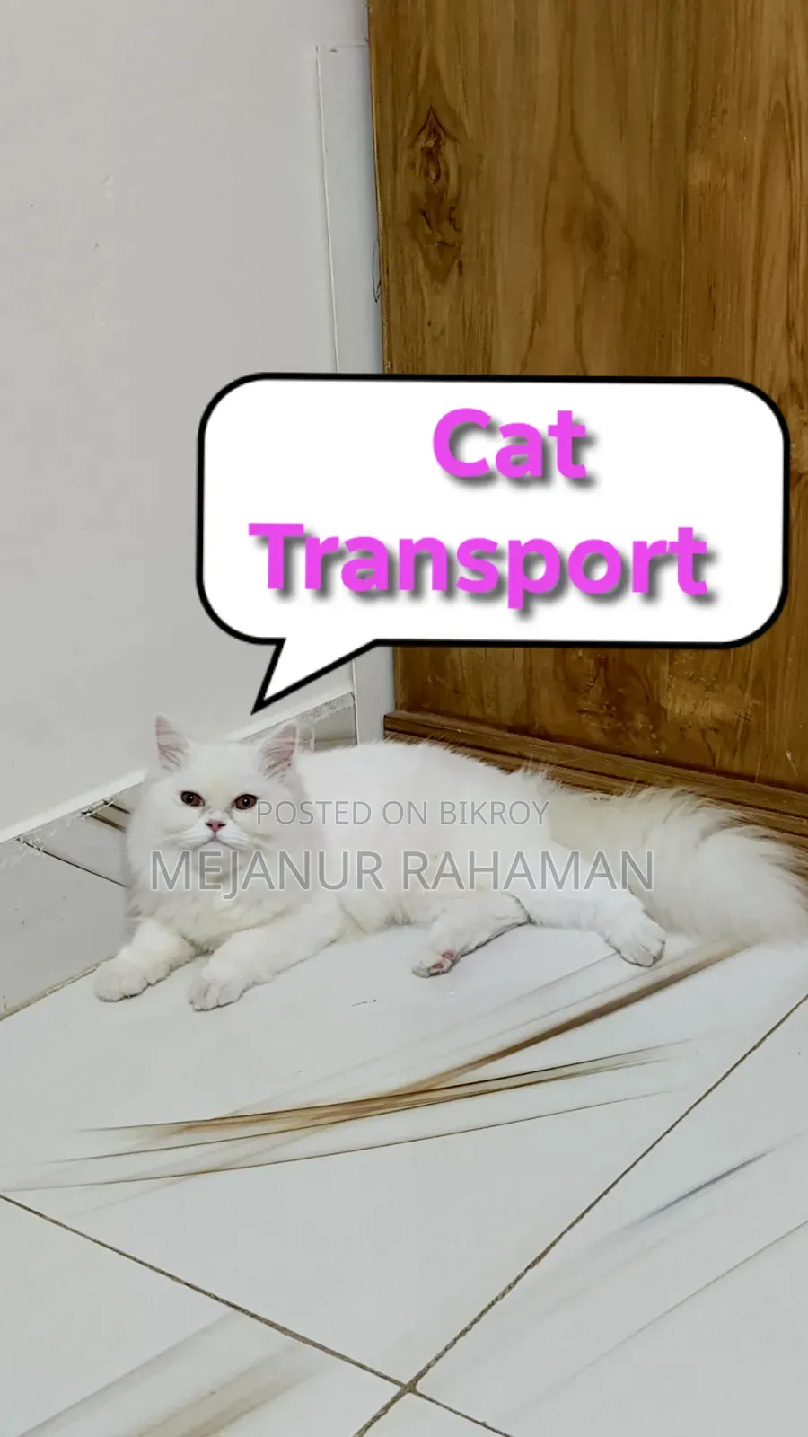 Cat Transport in Dhaka