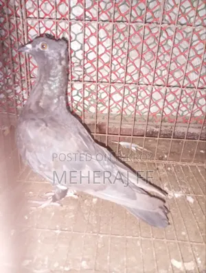 একটি নর কবুতর বিকরি হবে