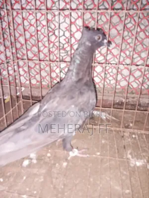 একটি নর কবুতর বিকরি হবে