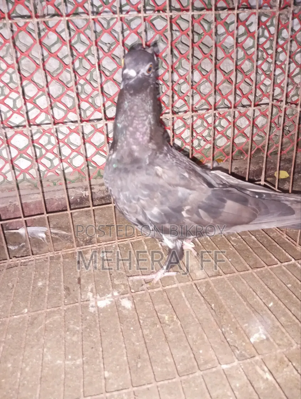 একটি নর কবুতর বিকরি হবে