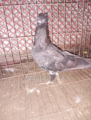 একটি নর কবুতর বিকরি হবে