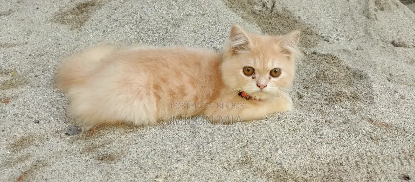 3-6 Months Male Purebred Tabby