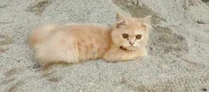 3-6 Months Male Purebred Tabby