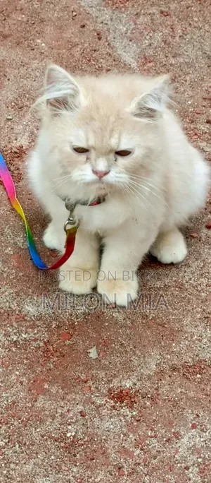 3-6 Months Male Purebred Tabby