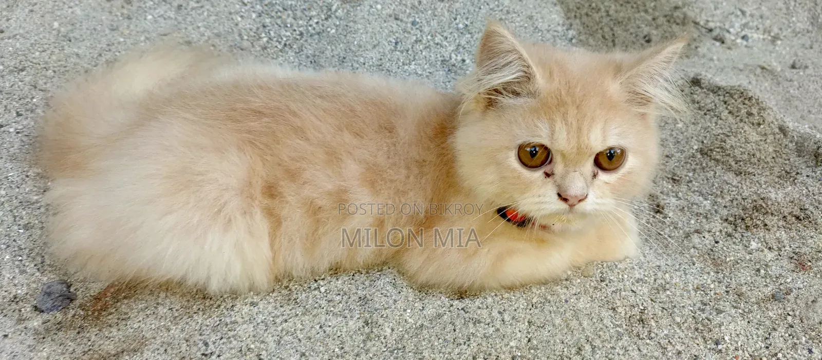 3-6 Months Male Purebred Tabby