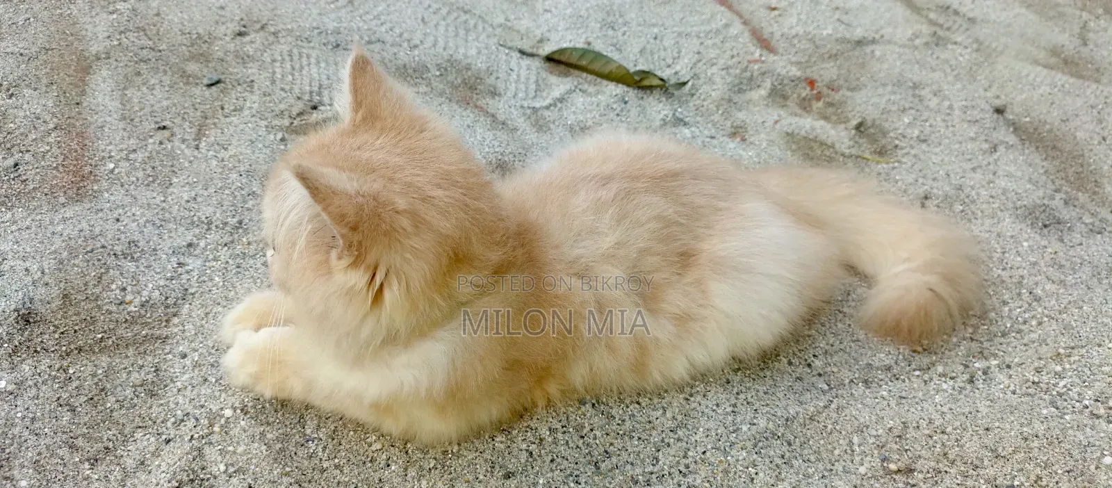 3-6 Months Male Purebred Tabby