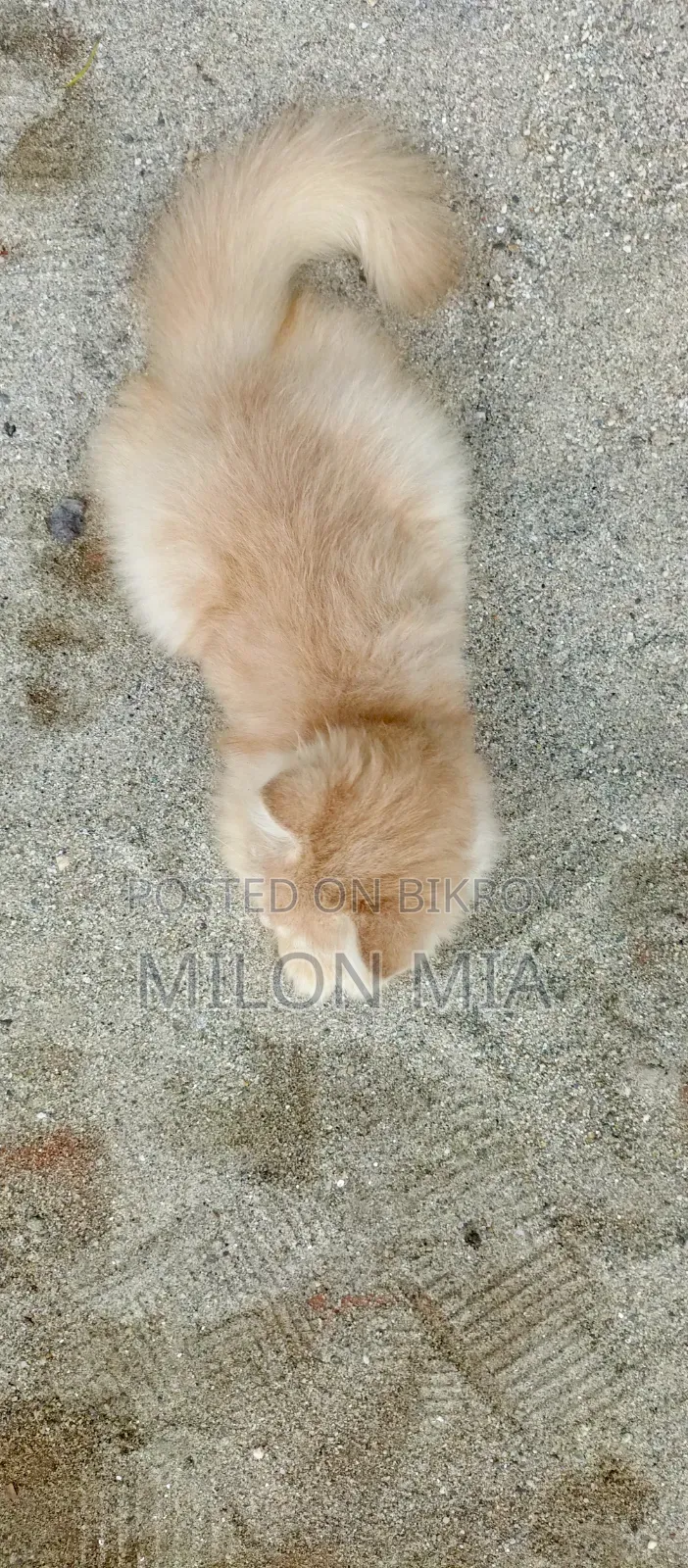 3-6 Months Male Purebred Tabby