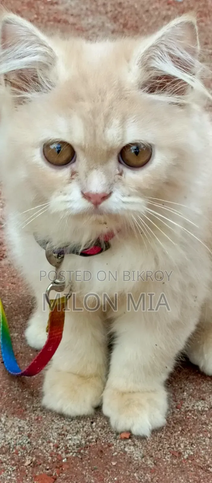 3-6 Months Male Purebred Tabby