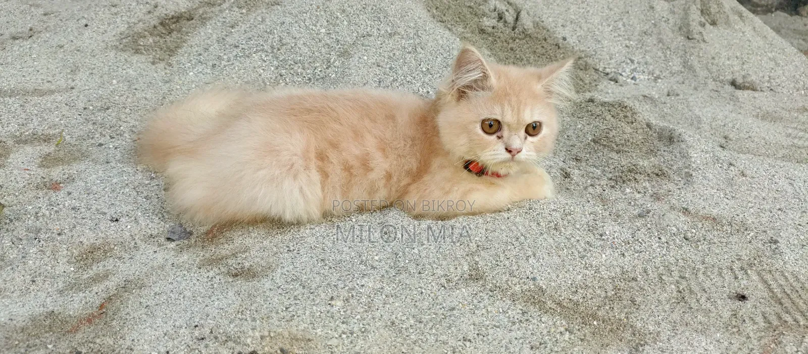 3-6 Months Male Purebred Tabby