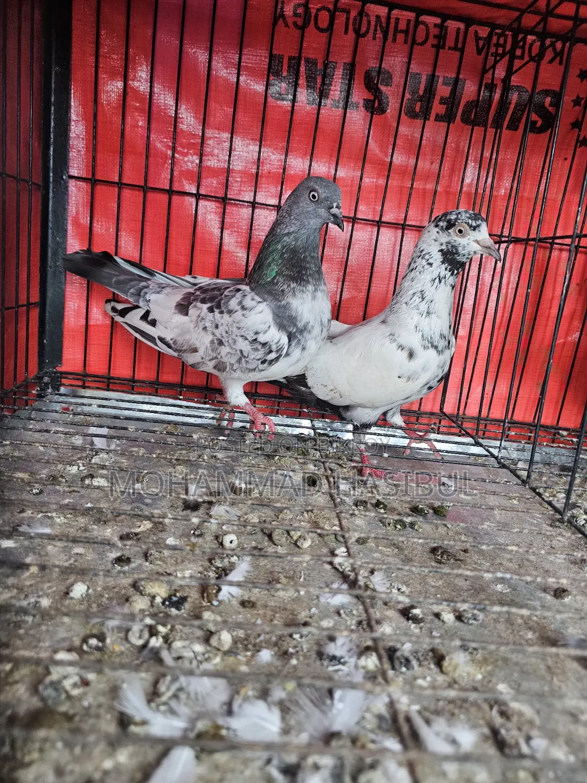 কবুতর বিক্রি